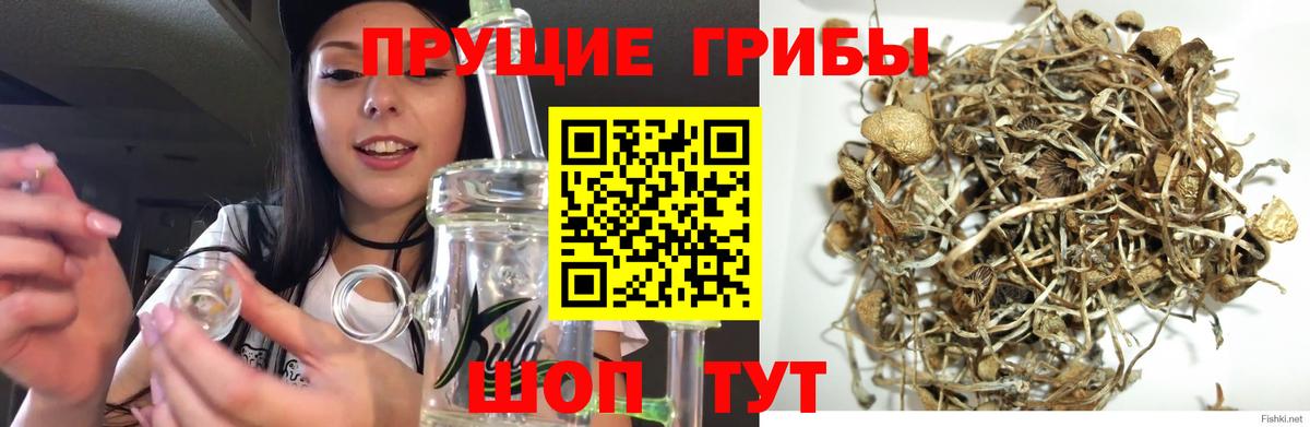 Псилоцибиновые грибы Cubensis  Вход с VPN  Белебей 